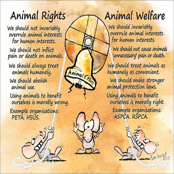 New Zealand Put It Into Law: Animals Are Sentient Beings