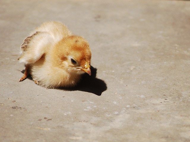United Egg Producers Announce To End “Culling” Of Millions Of Chicks