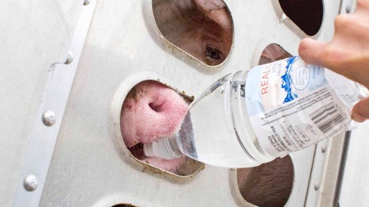 This Woman Was Put On Trial For Giving Water To Pigs Headed To Slaughter