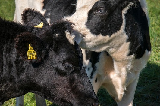 Half A million Cows Turned Into Cheap Hamburger To Increase Milk Price