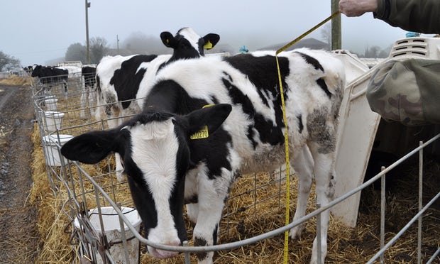 Do You Still Believe Dairy Farming Is Benign?
